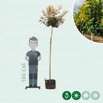 Gele bol esdoorn 180 cm stamhoogte