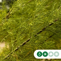 Tamarisk halfstam