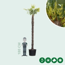 Chinese waaierpalm 350 cm stamhoogte