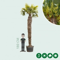 Chinese waaierpalm 320 cm stamhoogte