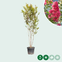 Lagerstroemia Indica 'Rosea' meerstammig