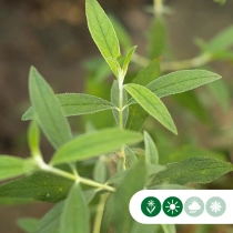 Vlinderstruik Black Knight hoogstam