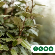 Olijfwilg leiboom volgroeid