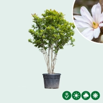 Magnolia 'Leonard Messel' struik