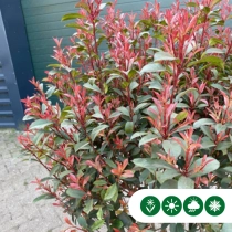 Glansmispel meerstammig