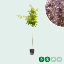 Roze regen Rosea op stam