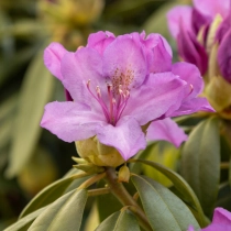 Rhododendron Catawbiense grandiflorum