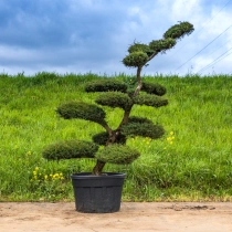 Grove den bonsai #141