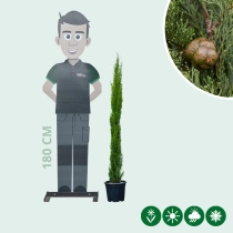 Italiaanse cipresboom 'Totem' 100 cm
