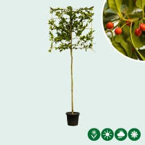 Kastanjebladige hulst leiboom