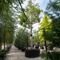 Gewone walnotenboom #1