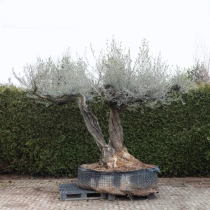 Olijfboom 'Serrana' #67