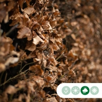 Groene beukenhaag per meter enkele rij