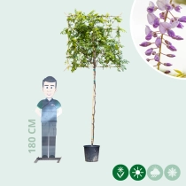 Blauwe regen leiboom