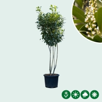 Laurierkers meerstammig 200 cm