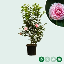 Camellia 'Bonomiana'