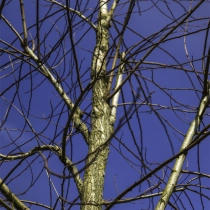 Gele schijn acacia #120