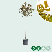 Gewone Lagerstroemia hoogstam