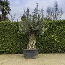 Olijfboom 'Bonsai' #105