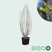 Vijgenboom meerstammig