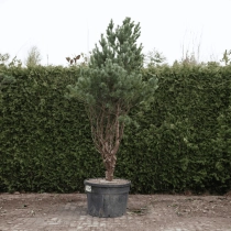 Grove den bonsai #76