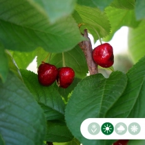 Prunus a. 'Stella' hoogstam leiboom