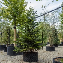 Kaukasische zilverspar #110