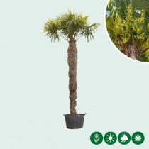 Chinese waaierpalm 300 cm stamhoogte