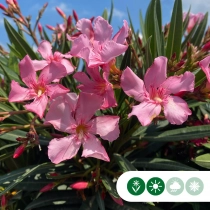 Roze Oleander struik