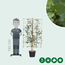 Eucalyptus haagelement