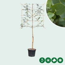 Gomboom leiboom 120 cm