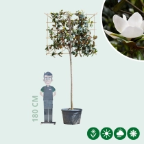 Leimagnolia 220 cm