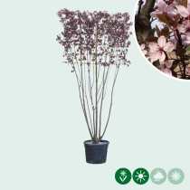 Kerspruim leiboom meerstammig