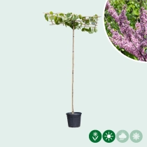 Judasboom 'Lavender Twist' dakboom