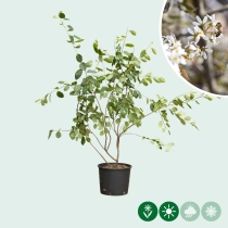 Krentenboom meerstammig