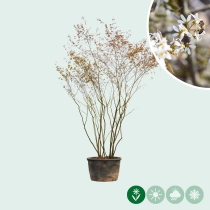 Krentenboom meerstammig