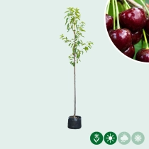Prunus a. 'kordia'