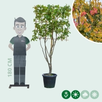 Parrotia leiboom meerstammig