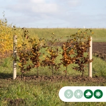 Groene beukenhaag per meter enkele rij