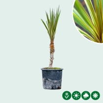 Koolpalm Torbay dazzler