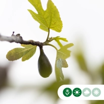 Vijgenboom meerstammig