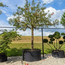 Appelboom Malus d. 'Cox Orange Pippin' #1