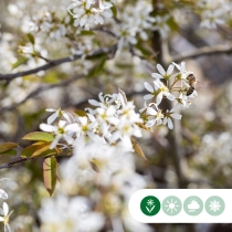Krentenboom leiboom meerstammig