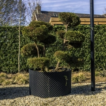 Schijncipres 'Bonsai' #114