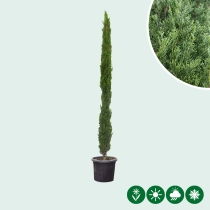 Italiaanse cipresboom 'Totem' 200 cm