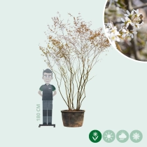 Krentenboom meerstammig