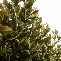 Groenblijvende bomen