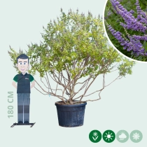 Kuisheidsboom meerstammig