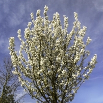 Japanse sierkers 'Umeniko' #113