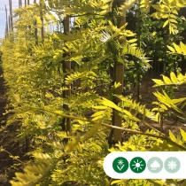 Gele valse Christusdoorn meerstammig